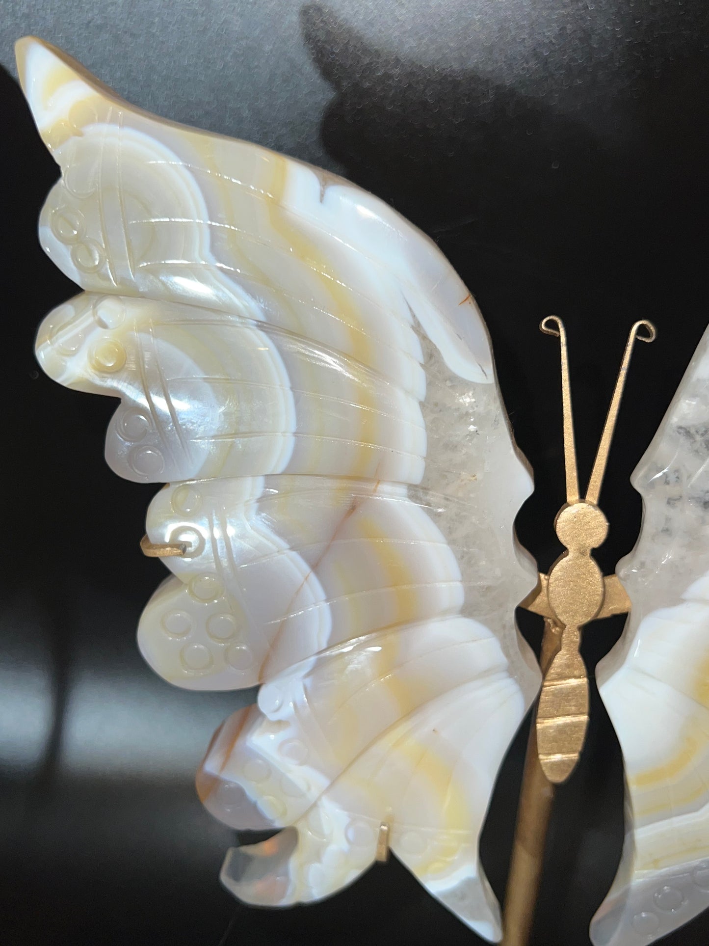 Large Banded Agate Butterfly Wings