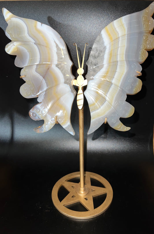 Large Banded Agate Butterfly Wings