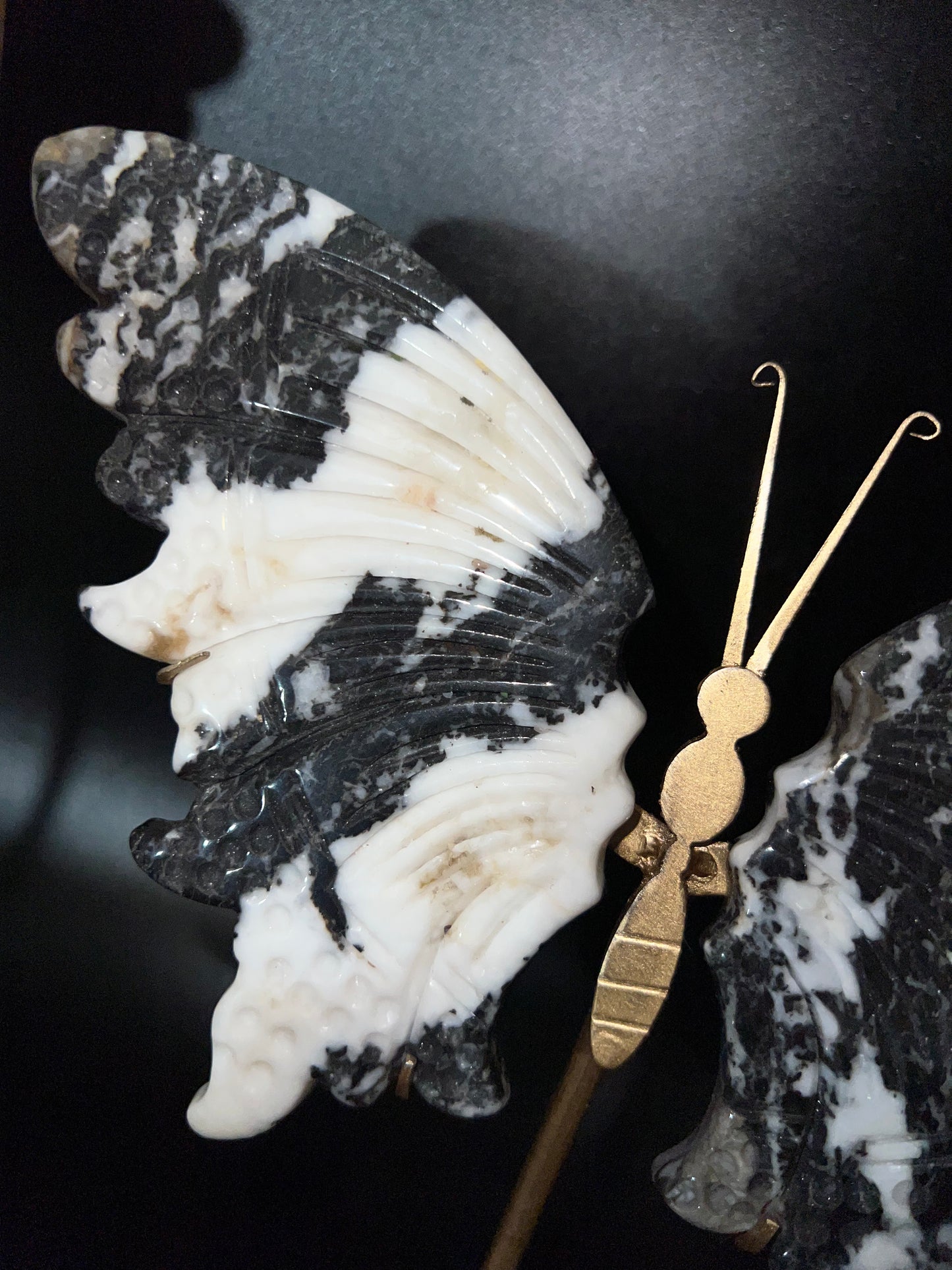 Zebra Calcite Wings