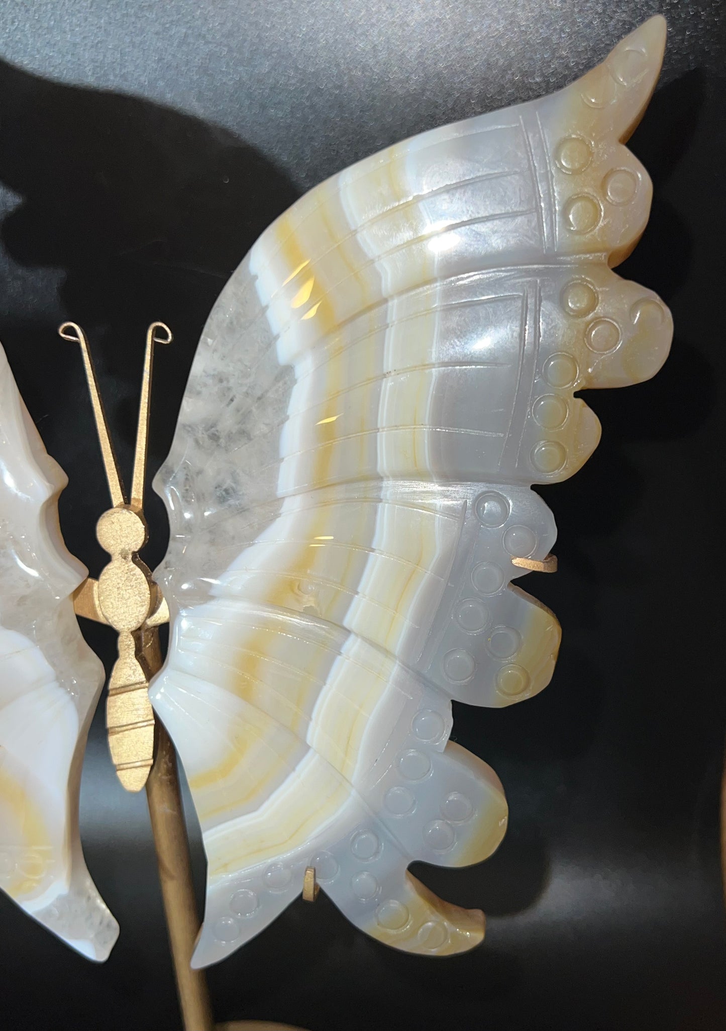 Large Banded Agate Butterfly Wings